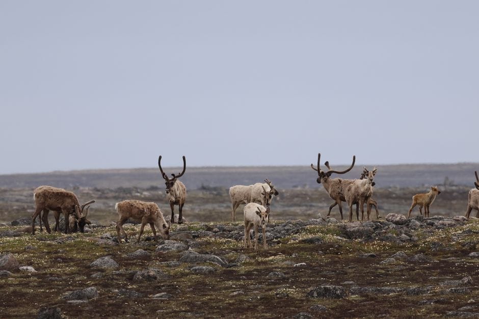 Caribou herd grazing on the tundra in Whale Cove, Nunavut, Canada - personal loans Nunavut